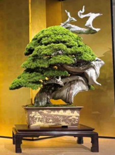 大宮盆栽