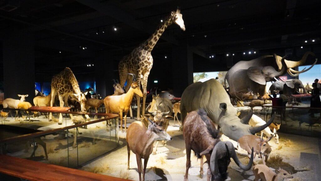 動物ホール
