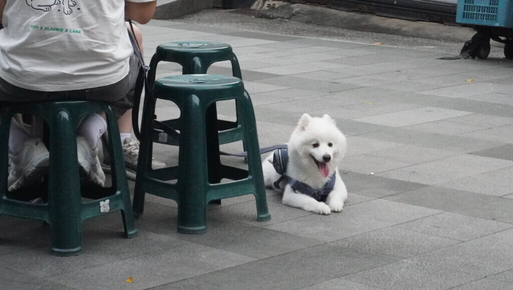 犬
